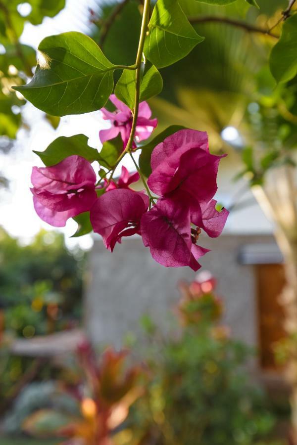 Cabana Vaenga Miro Hanga Roa Luaran gambar